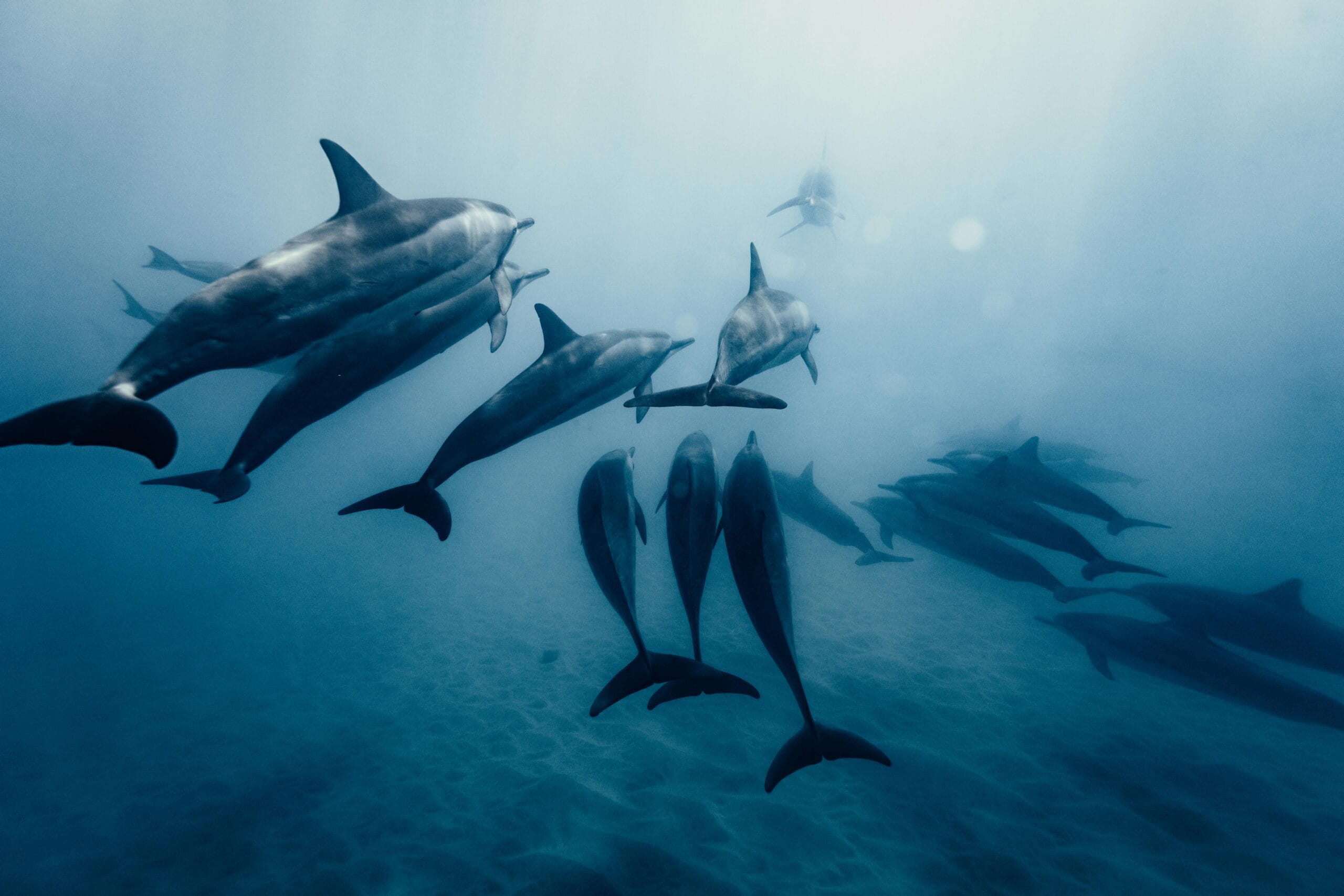 Dolphin House Day Trip from Hurghada