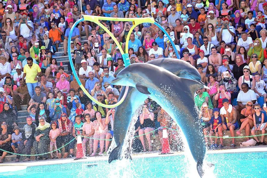 Dolphin Show Hurghada